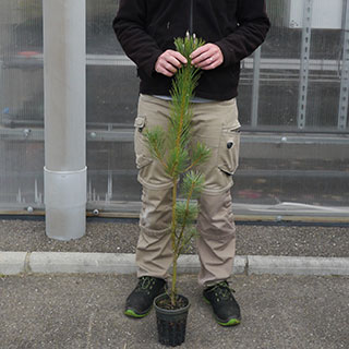 arbre de noel - pin rouge du japon en pot 1l